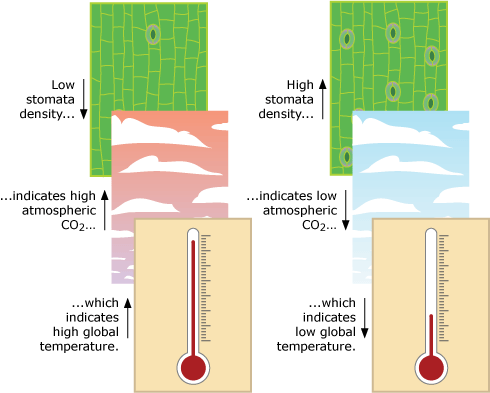 low stomata density means high atmospheric carbon dioxide which means high temperature, and high stomata density means low atmospheric carbon dioxide which means low temperature