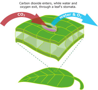 Carbon dioxide enters, and water exits, through a leaf's stomata.