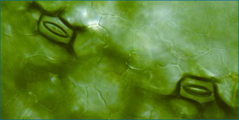 Two stomata on a duckweed leaf.