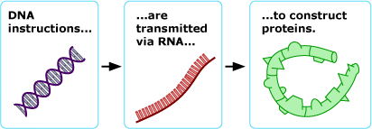 DNA are transmitted via RNA to construct proteins
