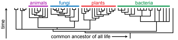 Evolutionary tree 