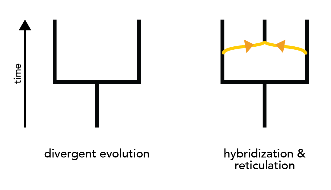 hybridization and reticulation tree (right) versus divergent evolution (left)