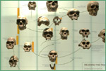 American Museum of Natural History, hominids