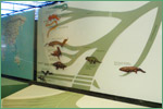 American Museum of Natural History, amphibians