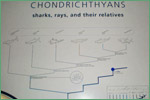 American Museum of Natural History, chondrichthyans