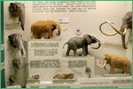 Exhibit Museum of Natural History, University of Michigan, elephants and close relatives