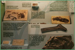 Exhibit Museum of Natural History, University of Michigan, teleosts