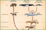 Explore Evolution, whales and close relatives