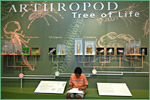 Athropod tree of life