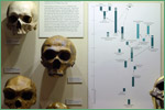 Harvard Museum of Natural History, hominids