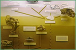 University of Kansas Natural History Museum, extinct cats