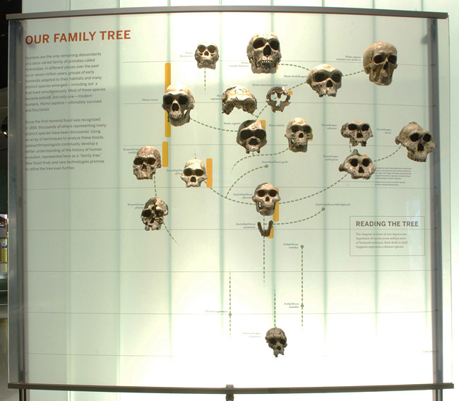 AMNH hominid phylogeny