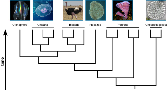 animal evolution tree