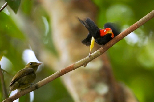 Male red-capped manakin performing its backwards dance