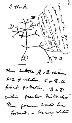 Rough sketch of an evolutionary tree made by Charles Darwin