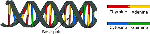 DNA base pairs