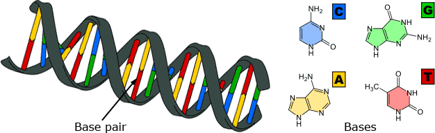 DNA and bases