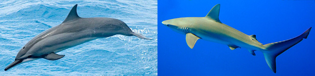 Dolphin and shark