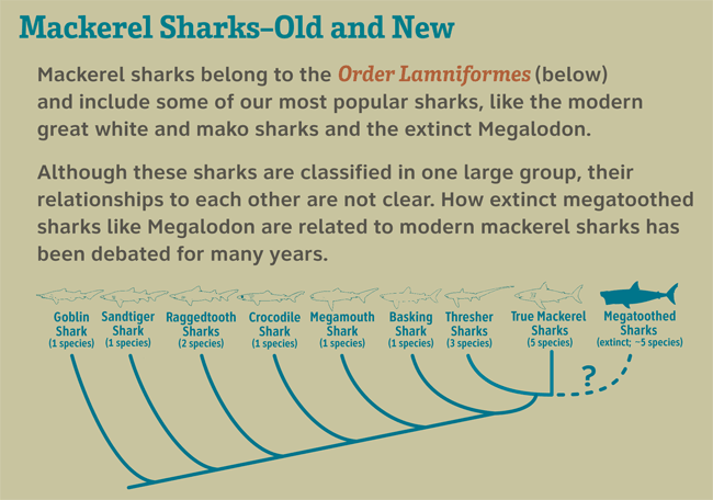 Mackerel sharks, old and new