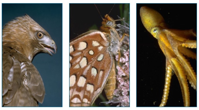 left, hawk; middle, butterfly; right, octopus