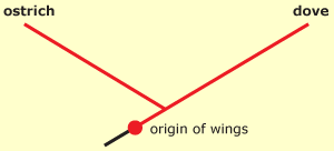 In this case, wings are homologous.