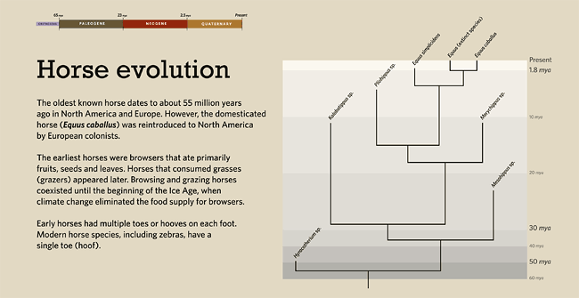 horse evolution tree