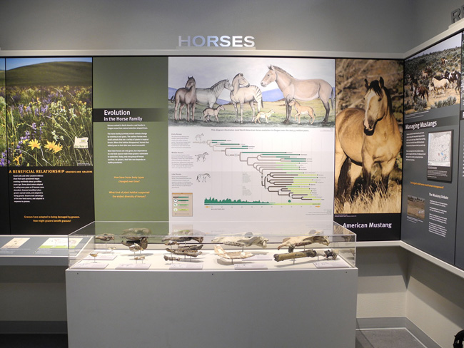 Horses section
