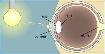 Diagram of a human eye