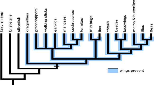 Insect phylogeny