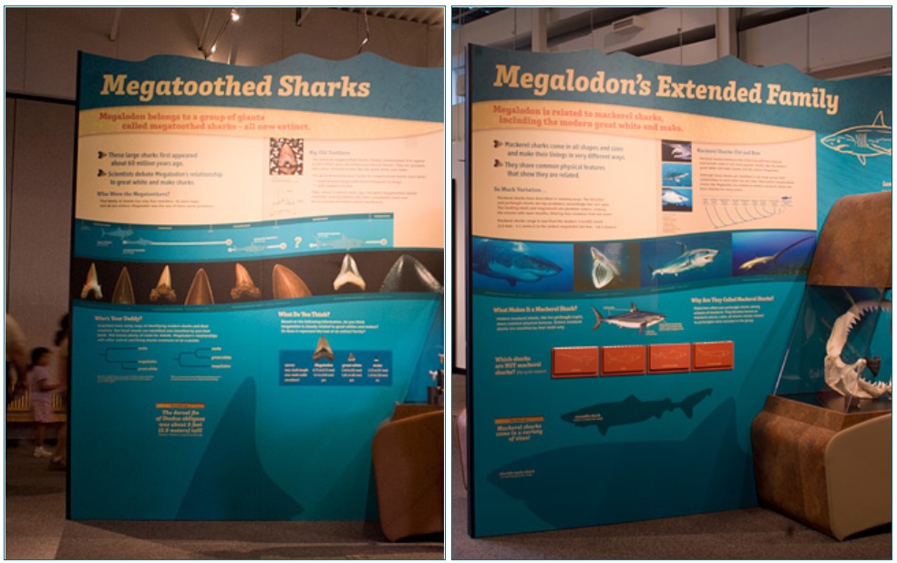 megatoothed sharks and megalodon panels