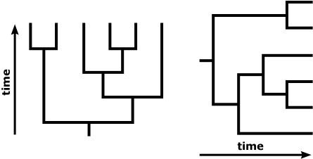 Time flows from the root of a phylogeny to its tips.