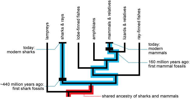 Though their clades first arose at different times, modern sharks and mammals trace their ancestry back to the same lineage and so have had the same amount of time to evolve.