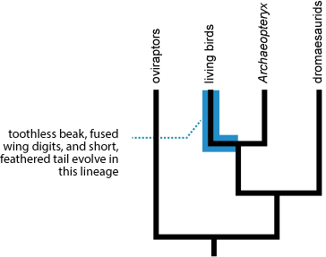 Many evolutionary changes occurred in the lineage that led to modern birds, but they did not all occur at the moment that this lineage split from that of Archaeopteryx.