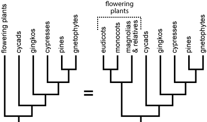 Long branches do not indicate taxa that have undergone little evolutionary change. As shown within the angiosperms, branch length can be affected simply by including more taxa in the phylogeny.