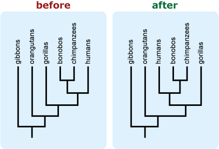 Example showing rotated branches to avoid impression of evolutionary advancement