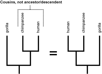 Terminal taxa are each others' evolutionary cousins. They do not have an ancestor/descendant relationship.