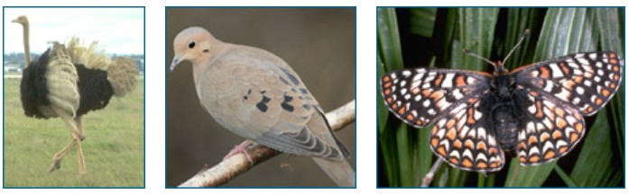 left, ostrich; middle, dove; right, butterfly