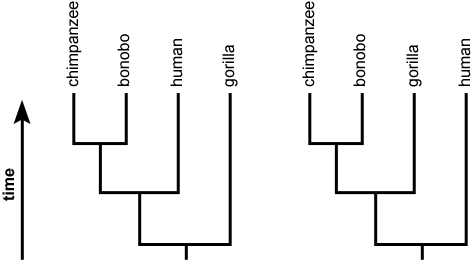 primate tree