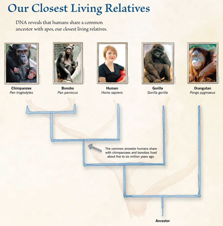 Our closest relatives tree