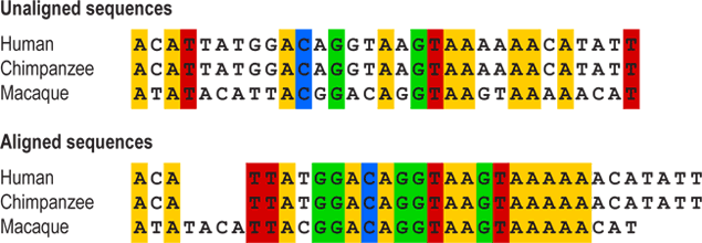 Unaligned and aligned sequences