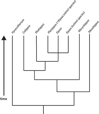 horse evolution tree