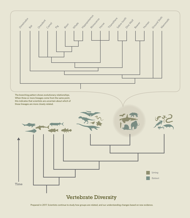 horse evolution tree