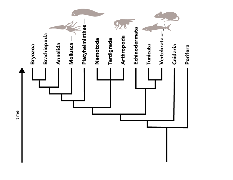 phylogeny of animals