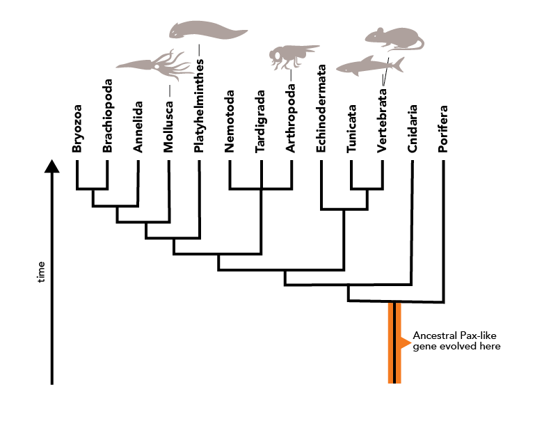 The original Pax6 gene evolved in a common ancestor of all animals