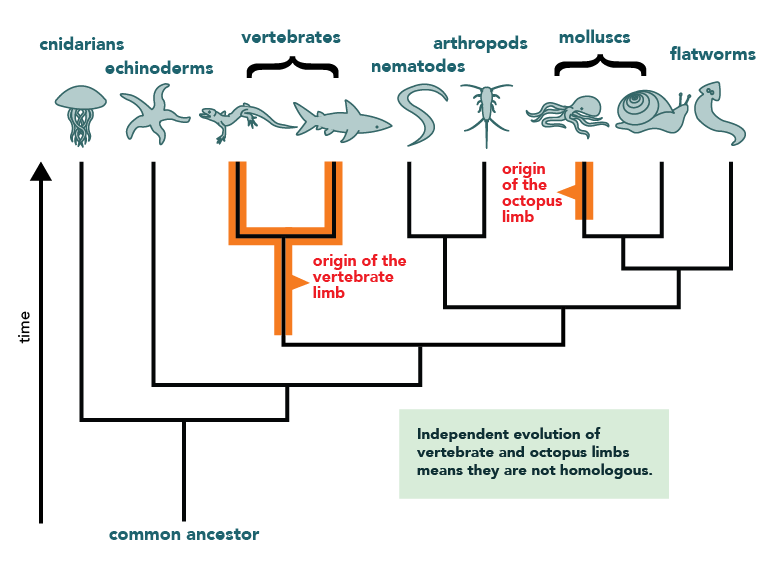Independent evolution of tetrapod and octopus limbs means that they are not homologous