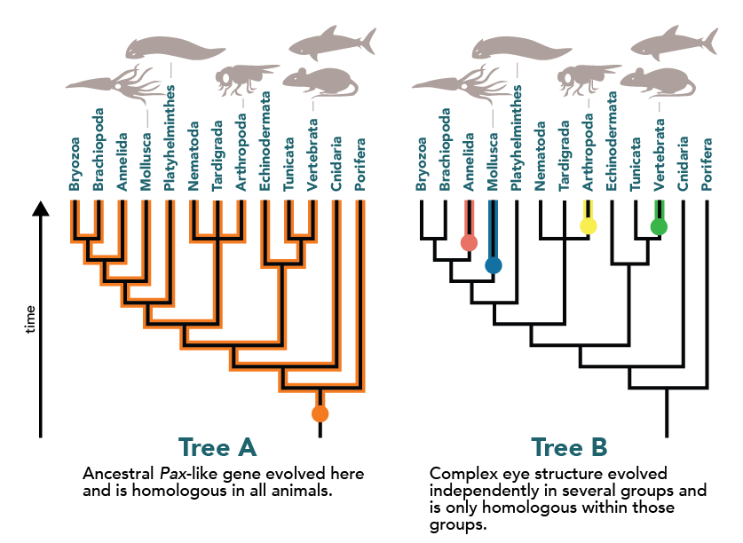 Left, A Pax-type gene is homologous for all animals. Right, Complex eye structure evolved independently in several groups, and is only homologous within those groups.