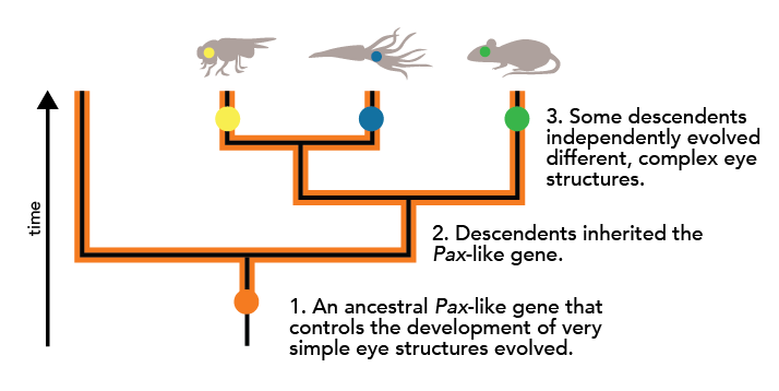 the evolution of a control gene and eye complexity