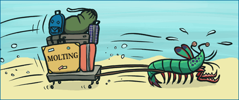 a mantis shrimp has its baggage