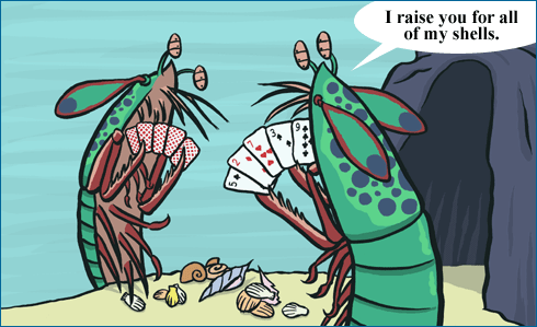 Mantis shrimp sometimes protect their cavities by bluffing