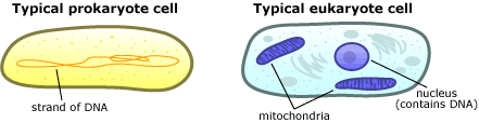 typical prokaryote and eukaryote cells